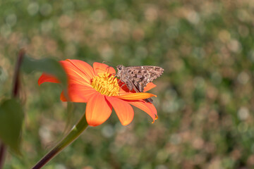Dorantes Longtail Butterfly on Orange Flower with Green Grassy Background.