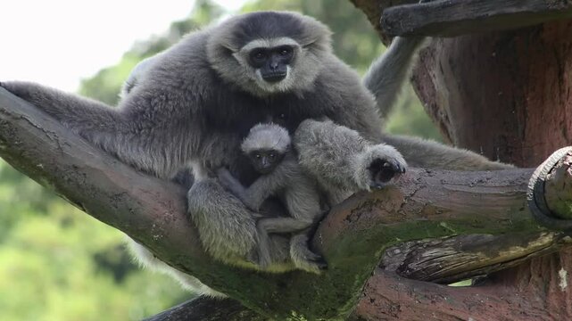  A family of Javan gibbon (Hylobates moloch) and its cub on a tree branch, Owa Jawa