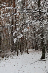 Snow covering trees and ground in winter forest