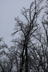 Snow covered branches reaching for cloudy sky in winter