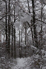 Fototapeta premium Snow covering branches and trees in winter forest