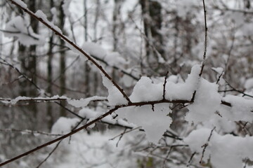 Snow accumulating on bare branches in winter forest