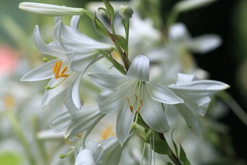 White Lilium candidum flowers on a flower bed in the garden