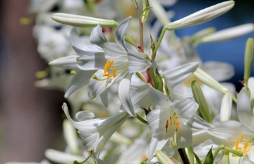 White Lilium candidum flowers on a flower bed in the garden