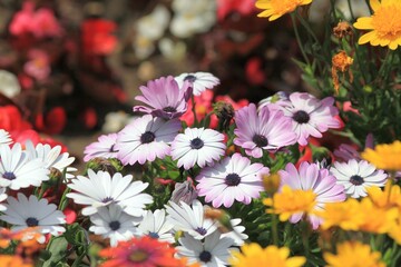 Multicolored Osteospermum flowers on a flower bed in the garden
