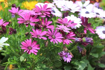 Multicolored Osteospermum flowers on a flower bed in the garden
