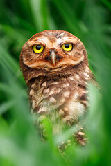 Majestic Burrowing Owl Staring (A Athene cunicularia or Speotyto cunicularia) Coruja Buraqueira with Striking Yellow Eyes Hidden Among Vibrant Green Foliage in Its Natural Habitat in Brazil