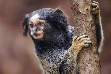 Expressive Black-Tufted Marmoset Clinging to a Tree With its Tiny Fingers in its Natural Habitat in Brasil with soft bokeh background