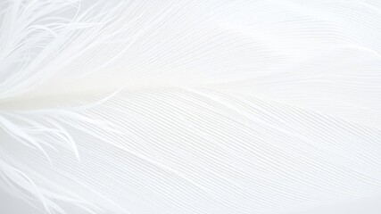 Fototapeta premium Soft and delicate white feather texture with intricate details and gentle curves, pattern, intricate