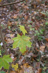 Two maple leaves changing color on branch in autumn forest