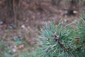 Dew drops clinging to pine needles in autumn forest