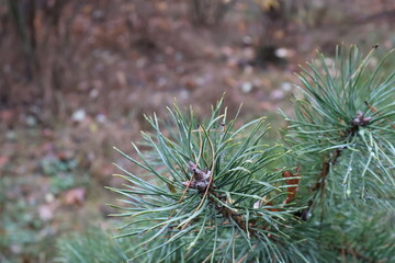 Dew drops clinging to pine needles in autumn forest