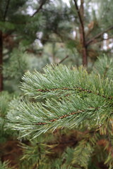 Fresh green pine tree branches covered with dew drops in a forest