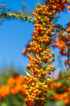 Bright orange firethorn (Pyracantha) berries in sunlight
