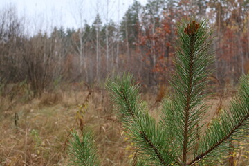 Young pine tree growing in autumn forest landscape