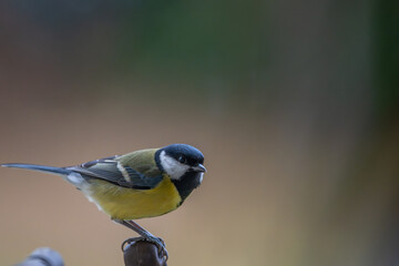 Great Tit Perched on Railing
