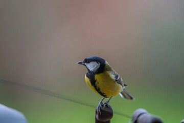 Fototapeta premium Great Tit Perched on Railing