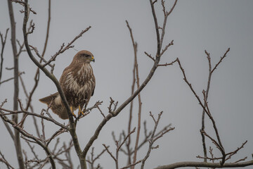 Common Buzzard Perched on Bare Branch