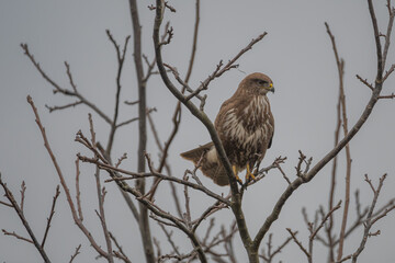 Common Buzzard Perched on Bare Branch