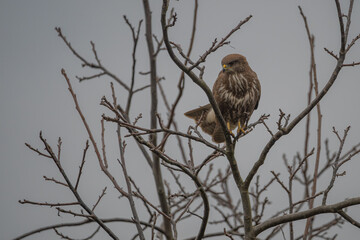 Common Buzzard Perched on Bare Branch