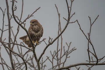 Common Buzzard Perched on Bare Branch