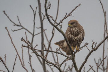Common Buzzard Perched on Bare Branch