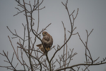 Common Buzzard Perched on Bare Branch