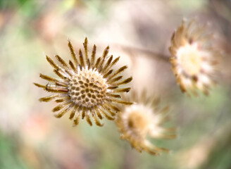 Misty capture of a weed past it's flowering