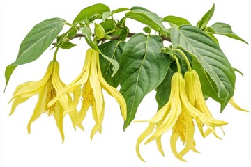 Ylang Ylang known for its aromatic flower oil used in perfumes and aromatherapy is also referred to as fragrant cananga or perfume tree Isolated