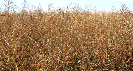 Rapeseed pods ripen on the stems in the field.