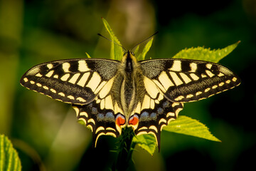 swallowtail