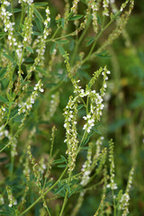 In nature, the honey-bearing plant white melilot (Melilotus albus) blooms