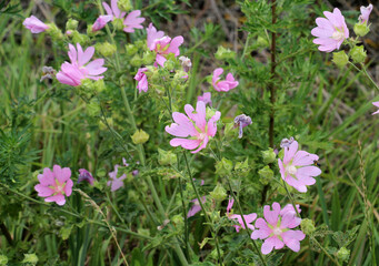 Obraz premium Malva thuringiaca (Lavatera thuringiaca) blooms in nature