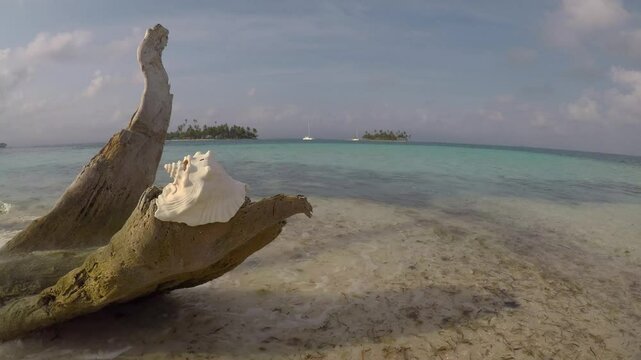A huge white conch shell resting on driftwood on a tropical beach with sail boats and islands near by