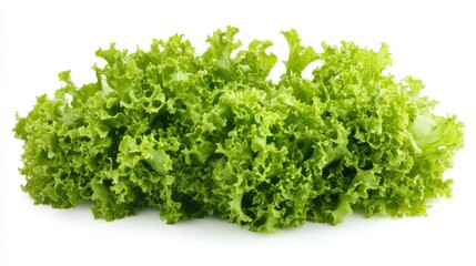 Fototapeta premium frisee, frieze, salad, lettuce, isolated on white background, full depth of field