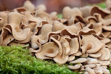 Close up of Panellus stipticus on tree. Commonly known as the bitter oyster, the astringent panus, the luminescent panellus, or the stiptic fungus. Considered a medicinal mushroom in Hong Kong