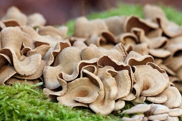 Close up of Panellus stipticus on tree. Commonly known as the bitter oyster, the astringent panus, the luminescent panellus, or the stiptic fungus. Considered a medicinal mushroom in Hong Kong