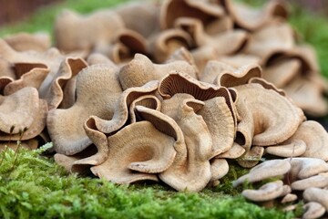 Close up of Panellus stipticus on tree. Commonly known as the bitter oyster, the astringent panus, the luminescent panellus, or the stiptic fungus. Considered a medicinal mushroom in Hong Kong