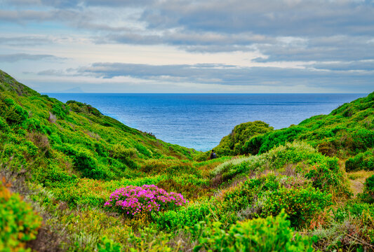 Lush green foliage and flowers in a gorge leading down to the ocean at Smitswinkel Bay, Cape Peninsula, South Africa