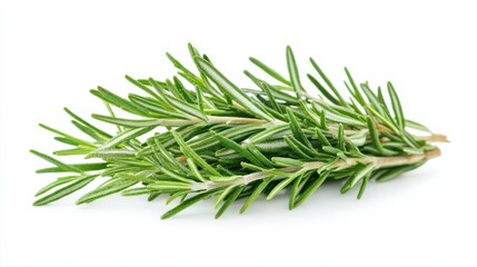 Fototapeta premium Rosemary isolated on white bg