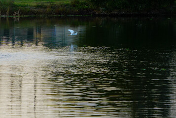 Obraz premium White snowy egret bird search for food from water