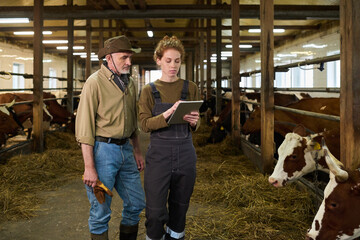 Mature male farmer in casualwear and cowboy hat standing next to young female worker of livestock...