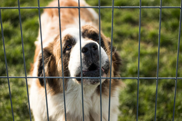 Dog behind dog shelter bars. Dog in a trap