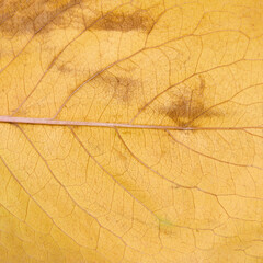 Texture of yellow cherry leaf, macro