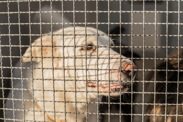 Dog behind dog shelter bars. Dog in a trap