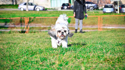 Pet dog Shih Tzu running and playing in the park on the green grass on a sunny day