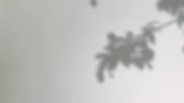 Abstract silhouette tree branchs on white wall in the evening sunlight background, beautiful natural sun rays leaves shade waving in morning wind, blur bokeh plant shadow light in sunset spring nature