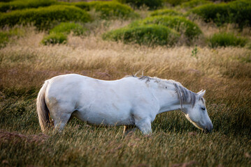 Obraz premium Caballo blanco