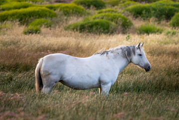 Fototapeta premium Caballo blanco
