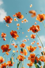 Obraz premium Vibrant orange flowers swaying gently in the breeze, set against a clear blue sky with fluffy clouds. Nature and floral beauty concept.
